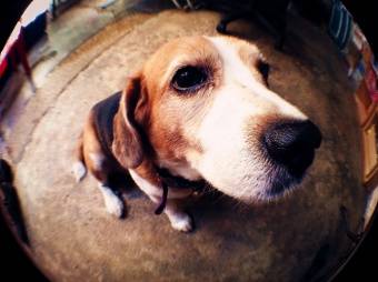 Фишай 3 в 1 (универсальный)